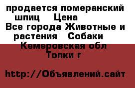 продается померанский шпиц  › Цена ­ 35 000 - Все города Животные и растения » Собаки   . Кемеровская обл.,Топки г.